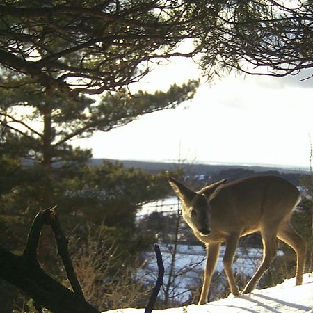 Villa Jura Pokoje Goscinne Zarki Buitenkant foto