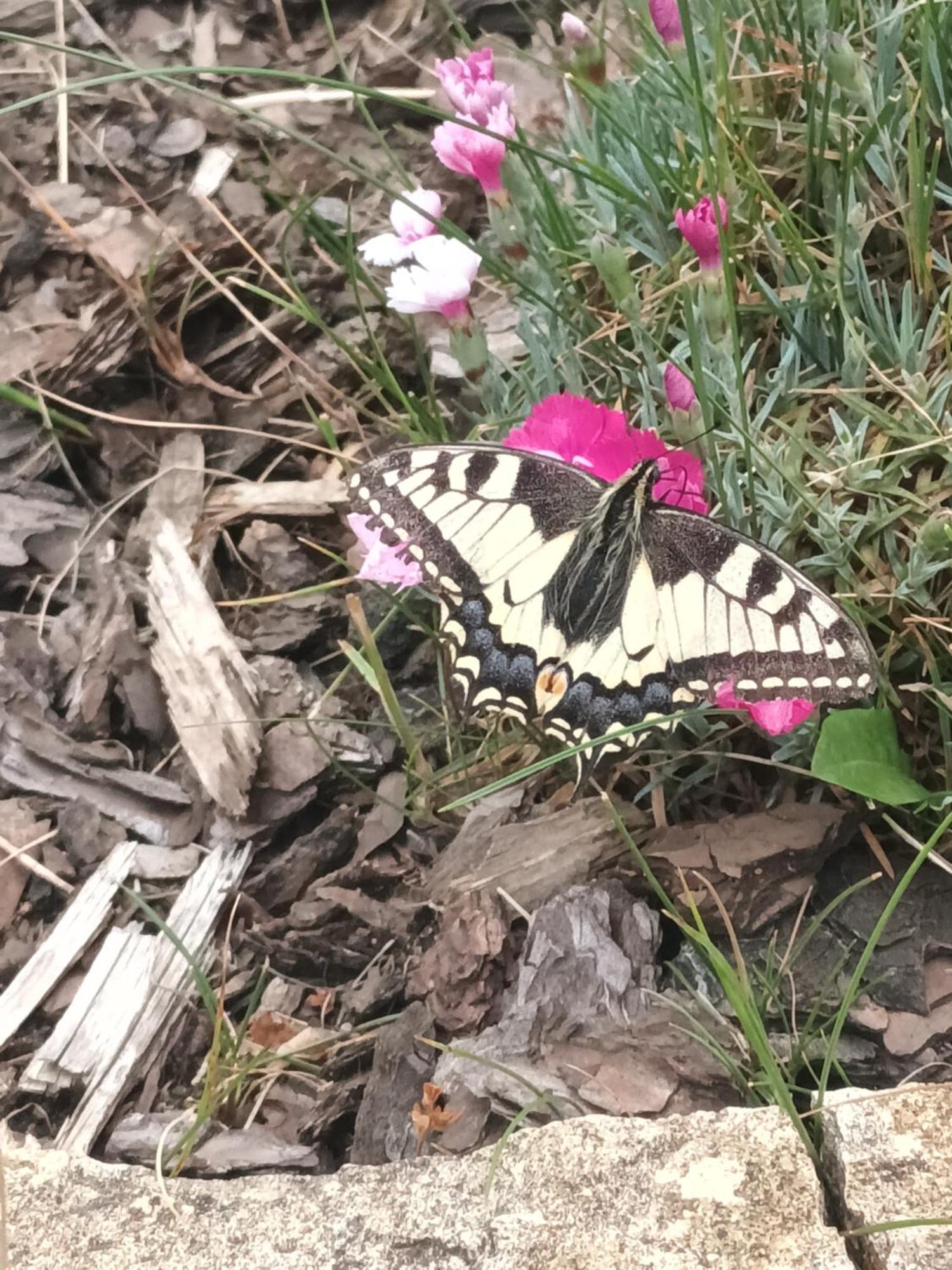 Villa Jura Pokoje Goscinne Zarki Buitenkant foto